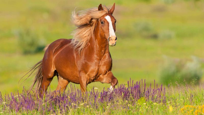 The Impact Of Diet And Nutrition On Cutting Horse Performance