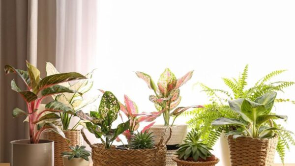 10 INDOOR PLANTS WE LOVE TO BRING FRESHNESS AND LIFE INTO YOUR HOME