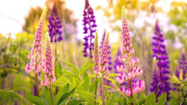 7 Annual Flowers to Sow in May for Summer Cutting