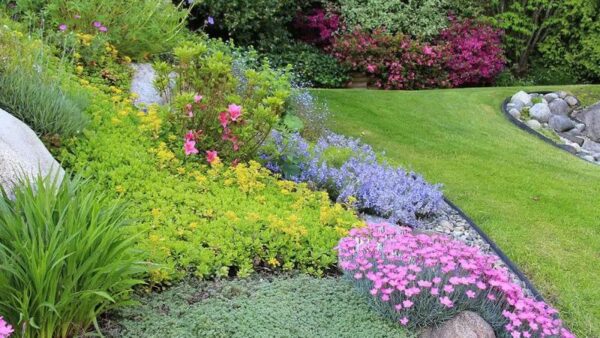 7 Best Ground Cover Plants That Require Little Maintenance