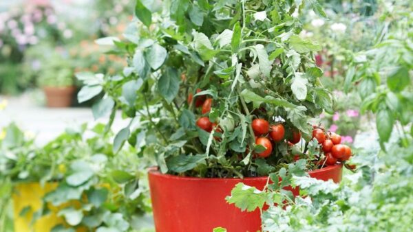 7 Companion Plants You Should Never Grow With Tomatoes