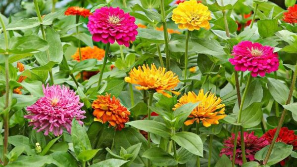 7 Full-Shade Annuals That Will Flourish Without Direct Sun