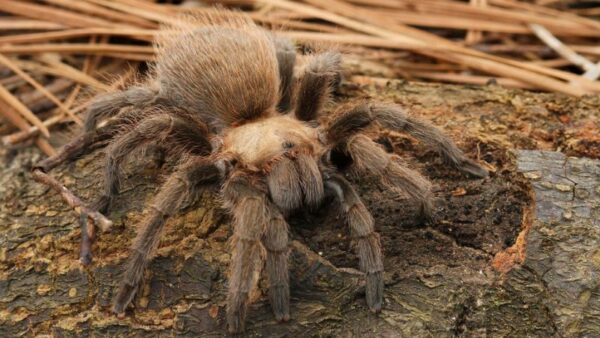 7 States with a High Presence of Tarantulas