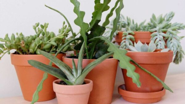 7 Succulents Safe for Cats