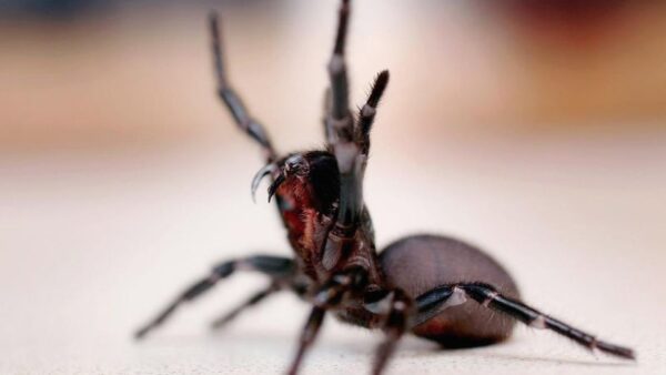 8 Deadliest Spiders On Earth