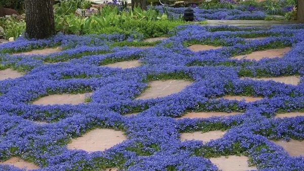 8 Fast-Growing Ground Cover Plants That Give Your Yard Quick, Beautiful Results