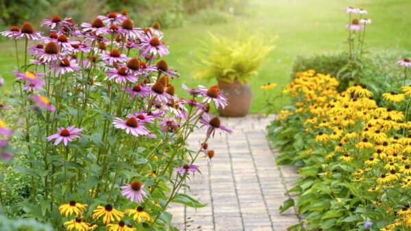 8 Fast-Growing Perennials to Plant in Your Garden