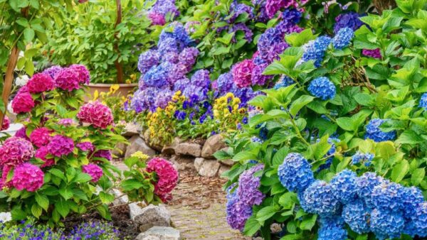 8 Flowering Shrubs That Bloom All Summer