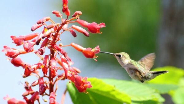 8 Flowering Trees That’ll Attract Hummingbirds To Your Yard And Garden