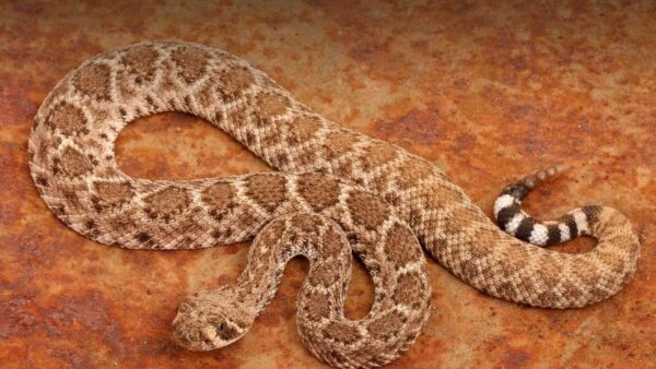 8 Largest Rattlesnake Species In The World