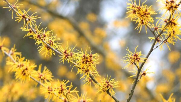 8 Yellow Perennials That Will Light Up Your Garden