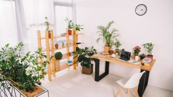 9 Best Office Plants That Need Low-Maintenance Care