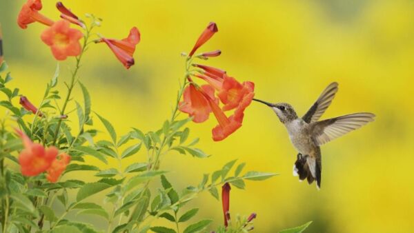 9 Genius Tips And Tricks To Attract More Hummingbirds To Your Garden