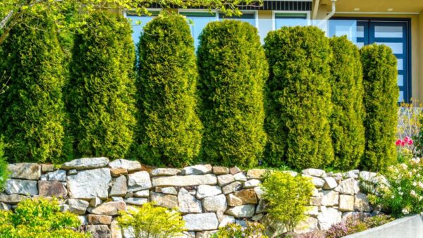 9 of the Rapidly-Growing Trees for a Privacy Screen in Your Yard