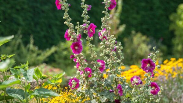 How to Grow Hollyhocks (Alcea) in Your Flower Garden