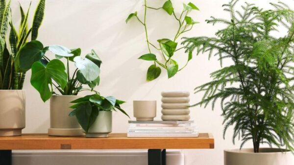 The 8 Houseplant Every Stylist Swears By