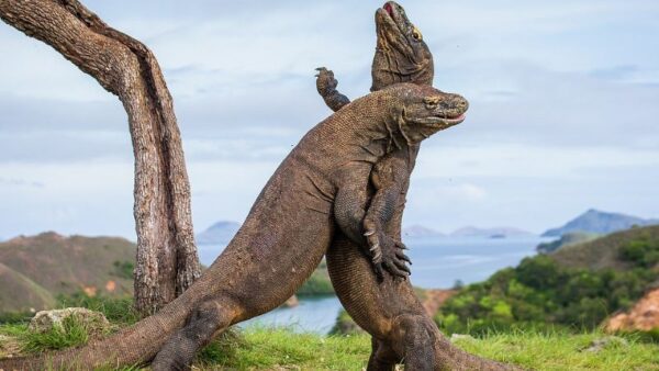 The 9 Largest Komodo Dragon Ever