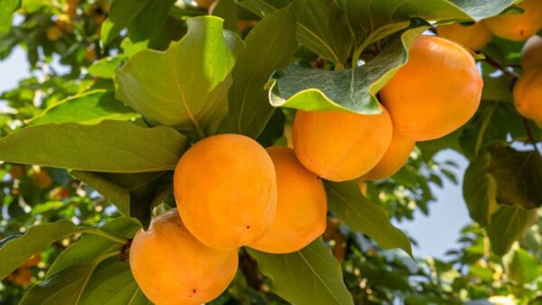 The Best Fruit Trees You Can Grow by Province