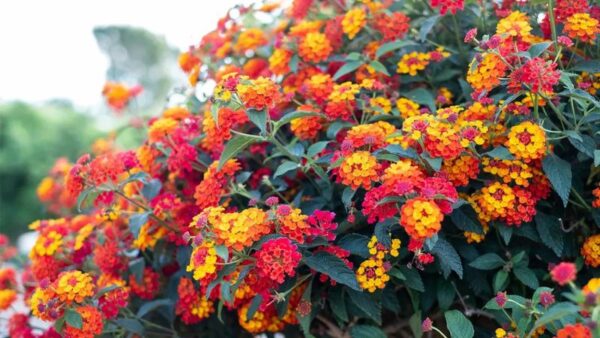 Top 10 Fast-Growing Annual Flowers