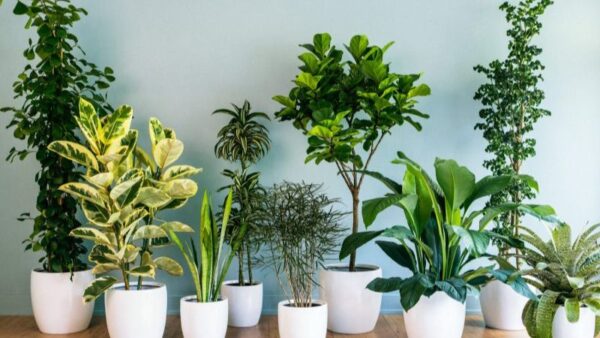 Top 8 Low Maintenance Houseplants