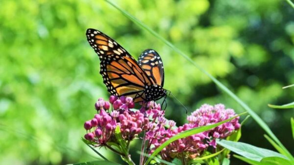 Top 8 Types of Milkweed to Support Monarch Butterflies