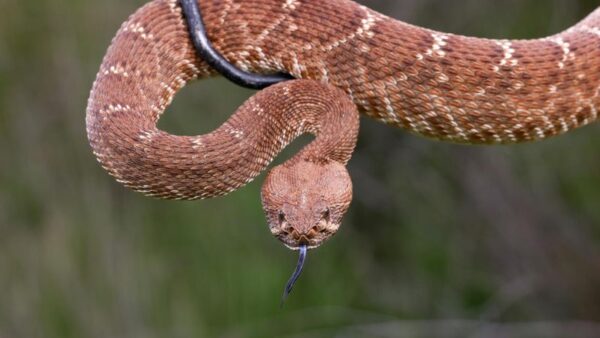 7 States with the Highest Rattlesnake Populations