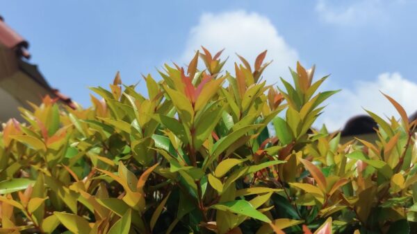 8 Best Types of Evergreen Shrubs to Grow for Year-Round Color