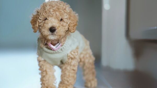 8 Cutest Poodle Mixes You Will Ever See: Poodle Mix Breeds