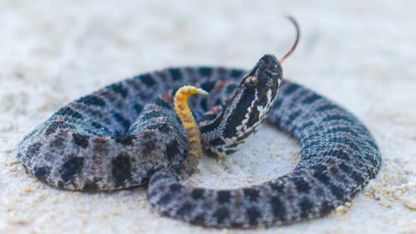 8 US States That Don’t Have Rattlesnakes