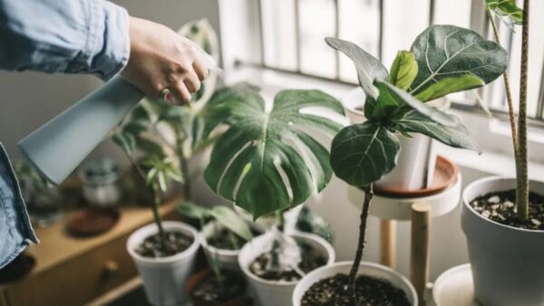 9 Rarest Houseplants in the World