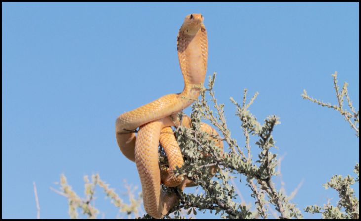 Cape Cobra