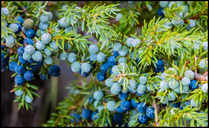 Common Juniper