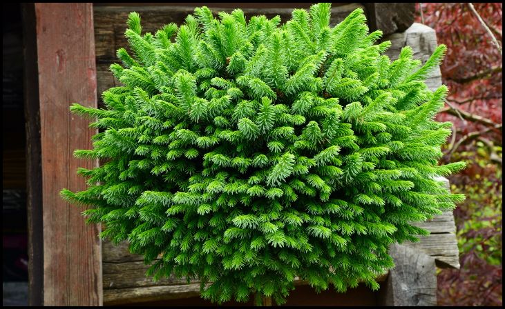 Dwarf Blue Spruce