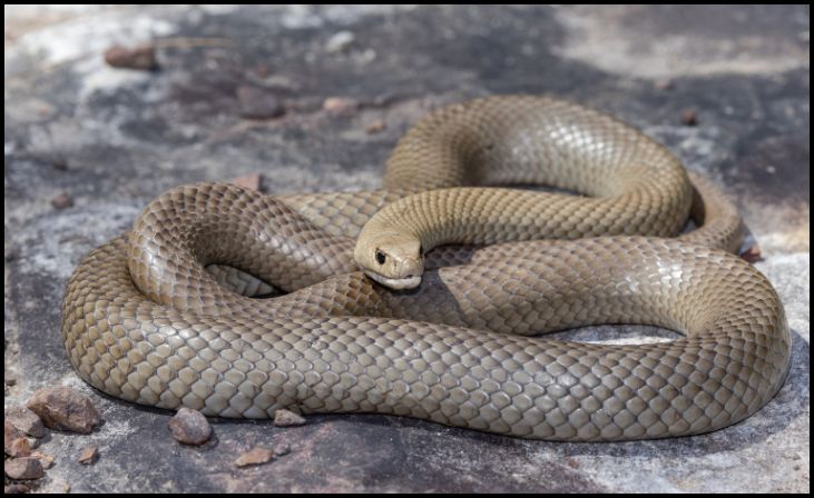 Eastern Brown Snake