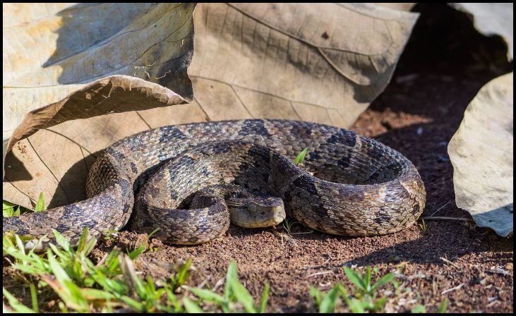 Fer-de-Lance