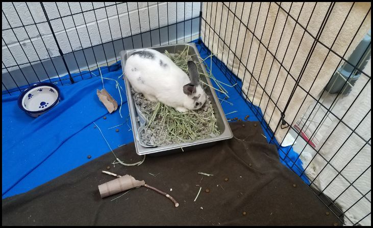 Litter Box for pet rabbit