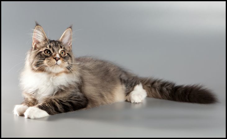 Maine Coon