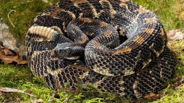 Record-Breaking Timber Rattlesnake Discovery