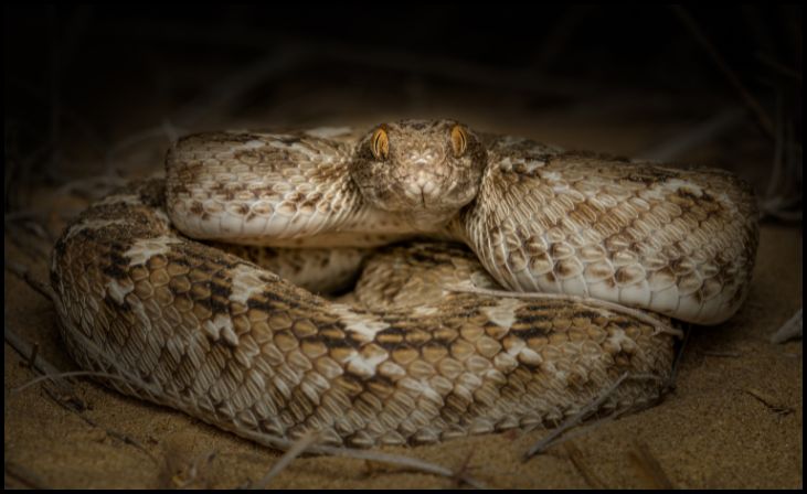 Saw-scaled Viper