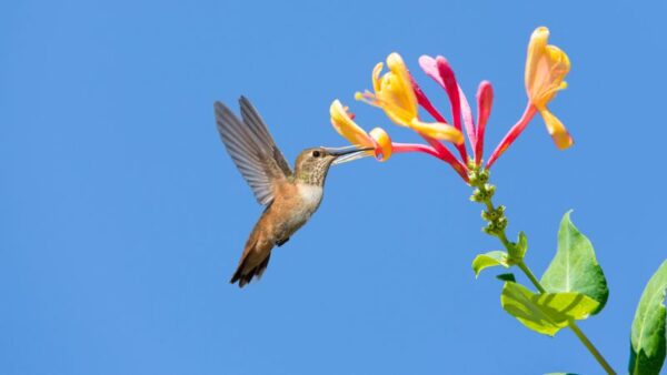 States With the Most Hummingbird Species in America