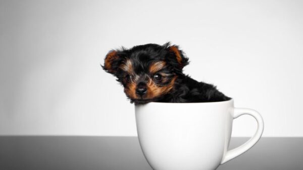 Teacup Dogs: 8 Charming Miniature Breeds You Need to Know