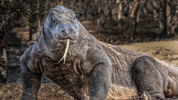 The Biggest Komodo Dragon Ever Recorded