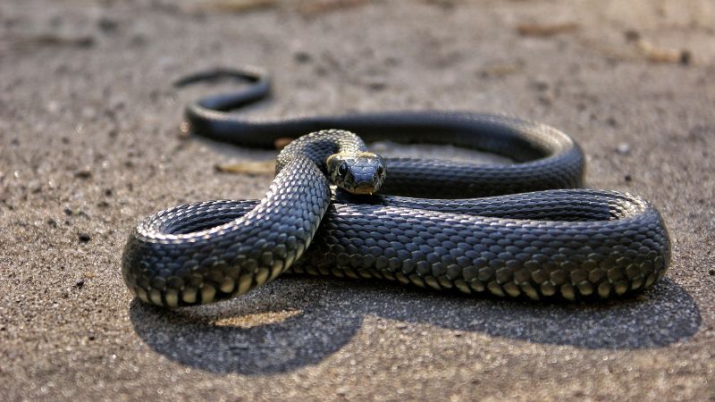 The Top 8 Deadliest Snakes in the Wild