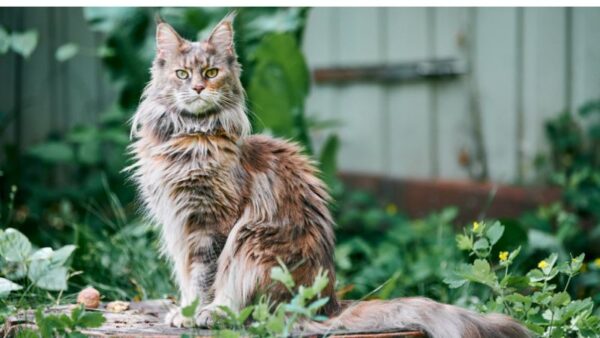 Top 10 Maine Coon Badass Hunting Abilities