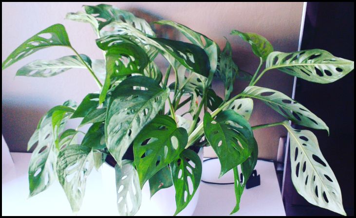 Variegated Monstera Adansonii