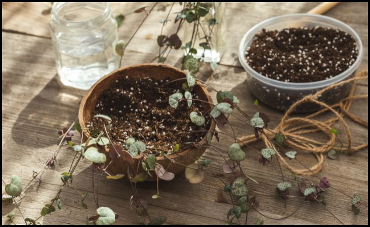 Variegated String of Hearts (Ceropegia woodii)