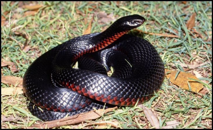 Yellow-bellied Sea Snake